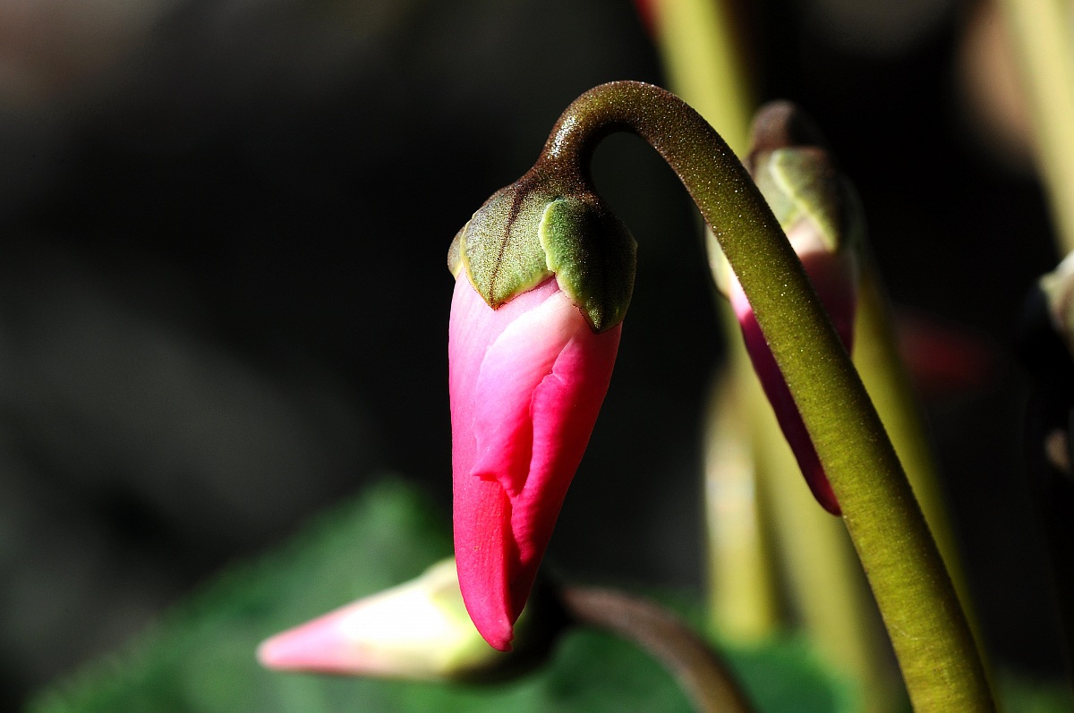 Cyclamen bud