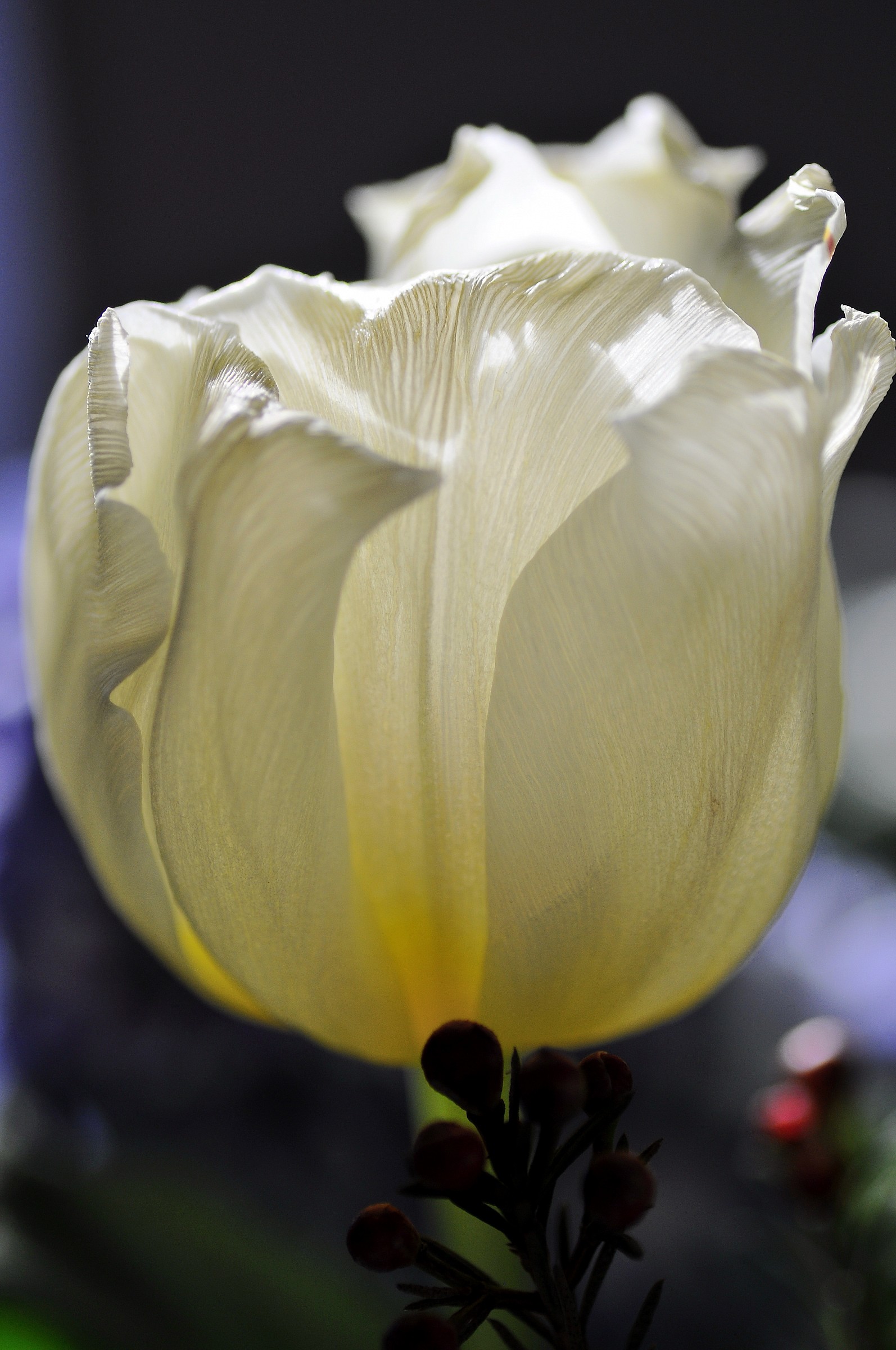 white tulip