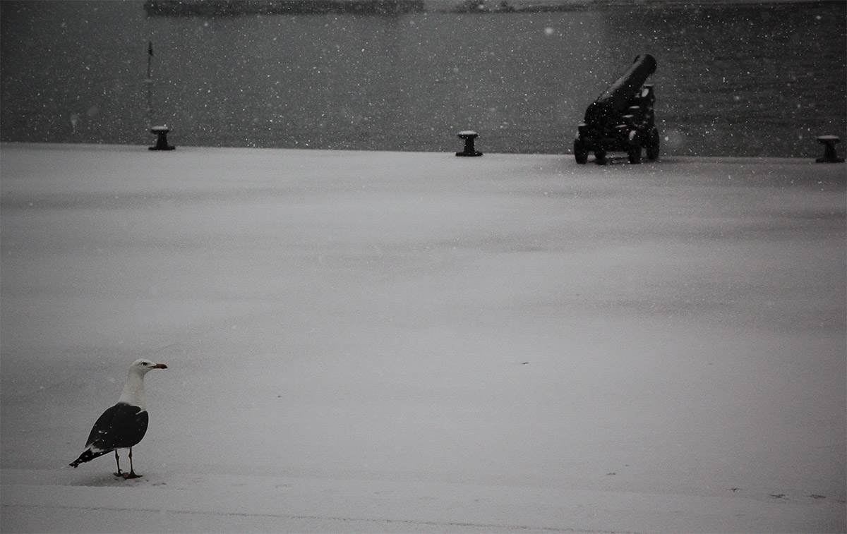 gabbiano in settimana bianca...