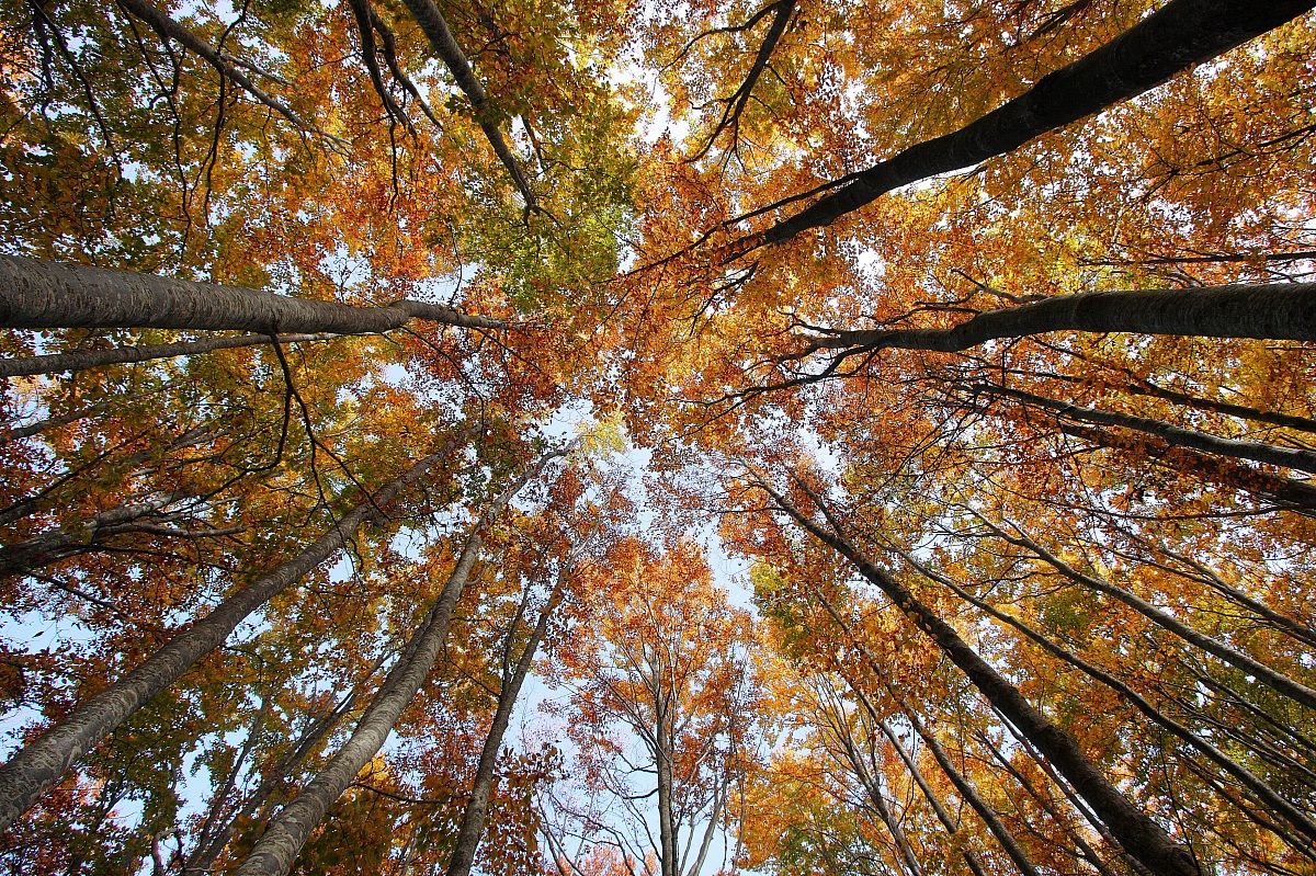 The colors of autumn