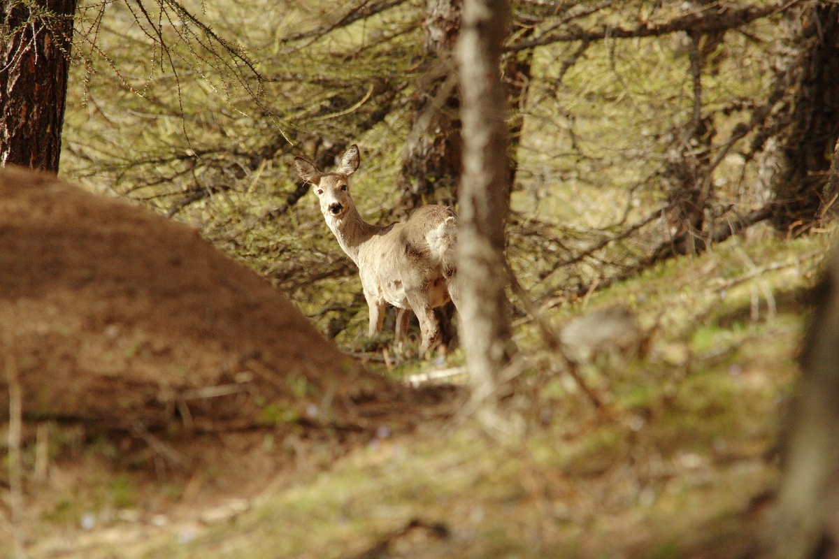 Capriolo - pra catinat