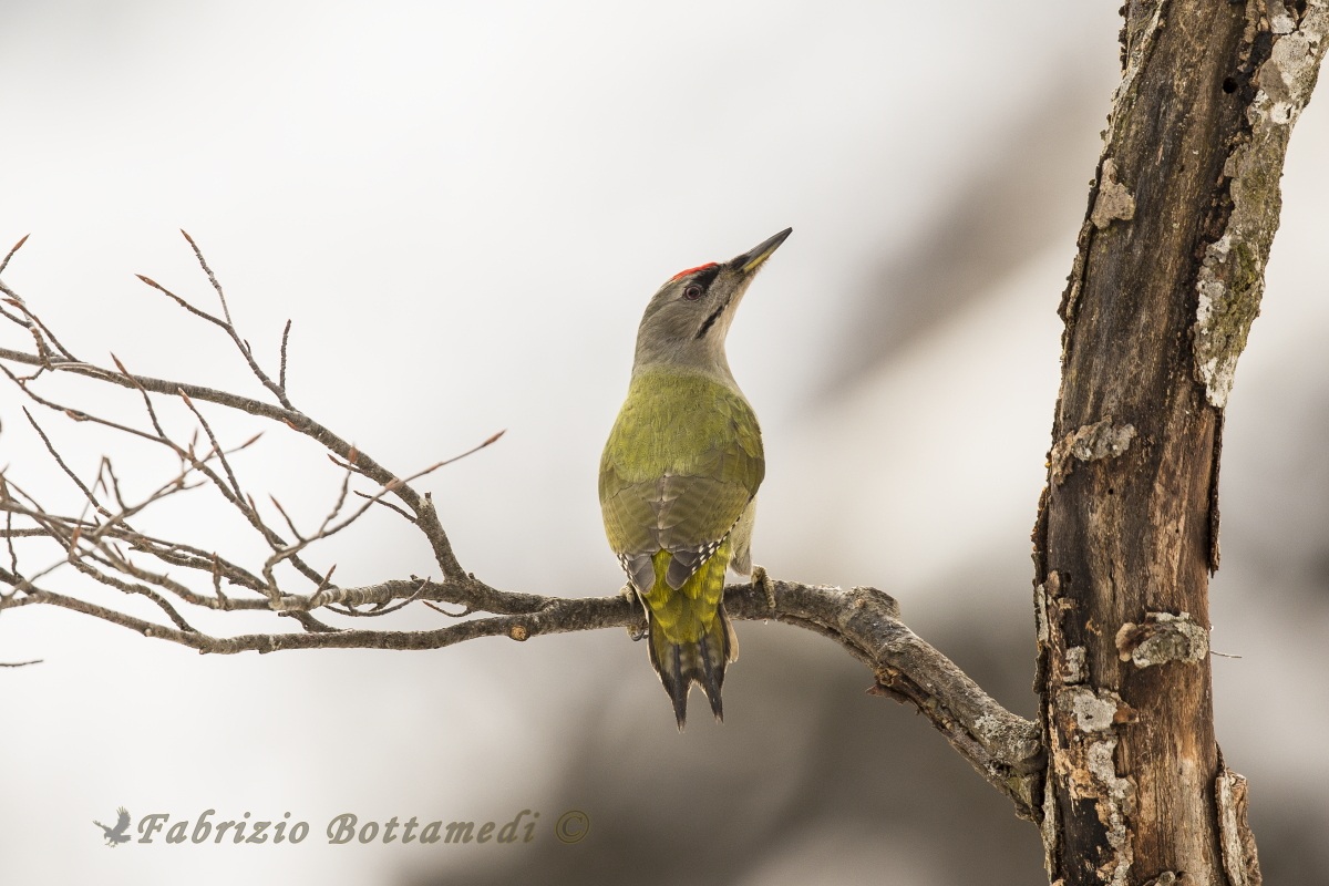 Grey-headed Woodpecker male