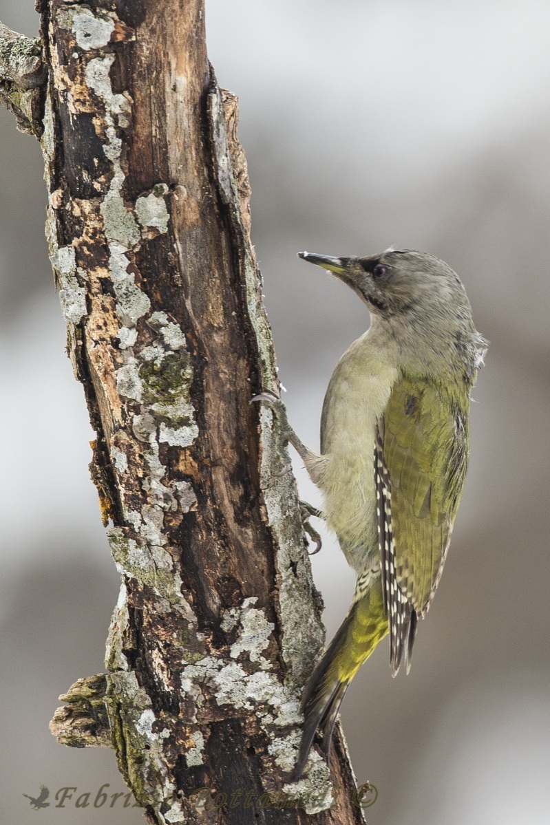 Picchio cenerino femmina