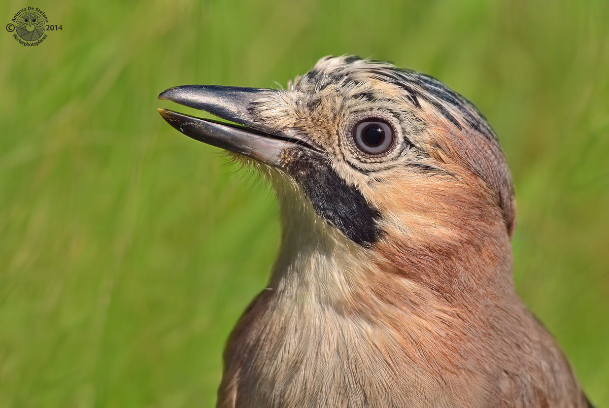 Open-mouthed (she and I)