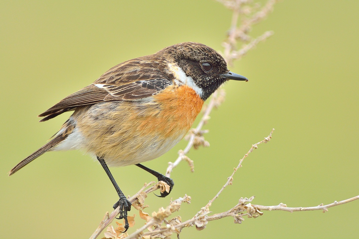Stonechat