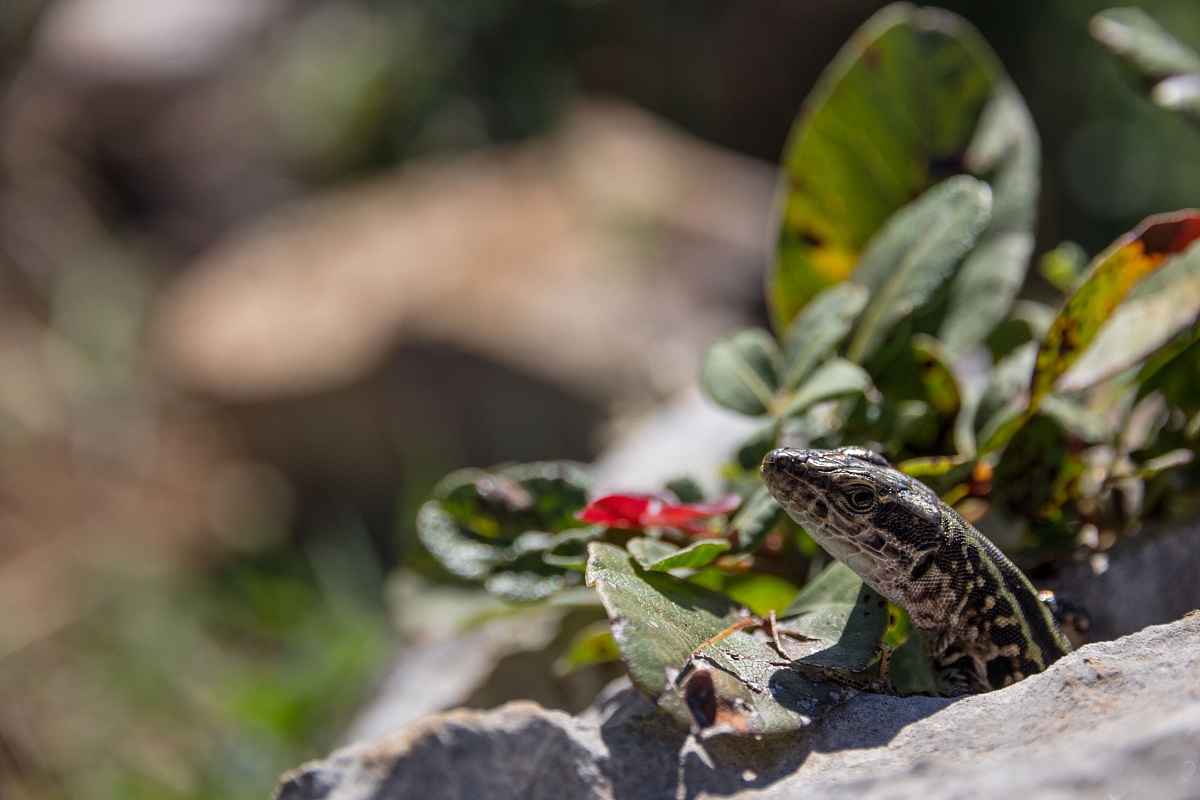 La lucertola nella roccia