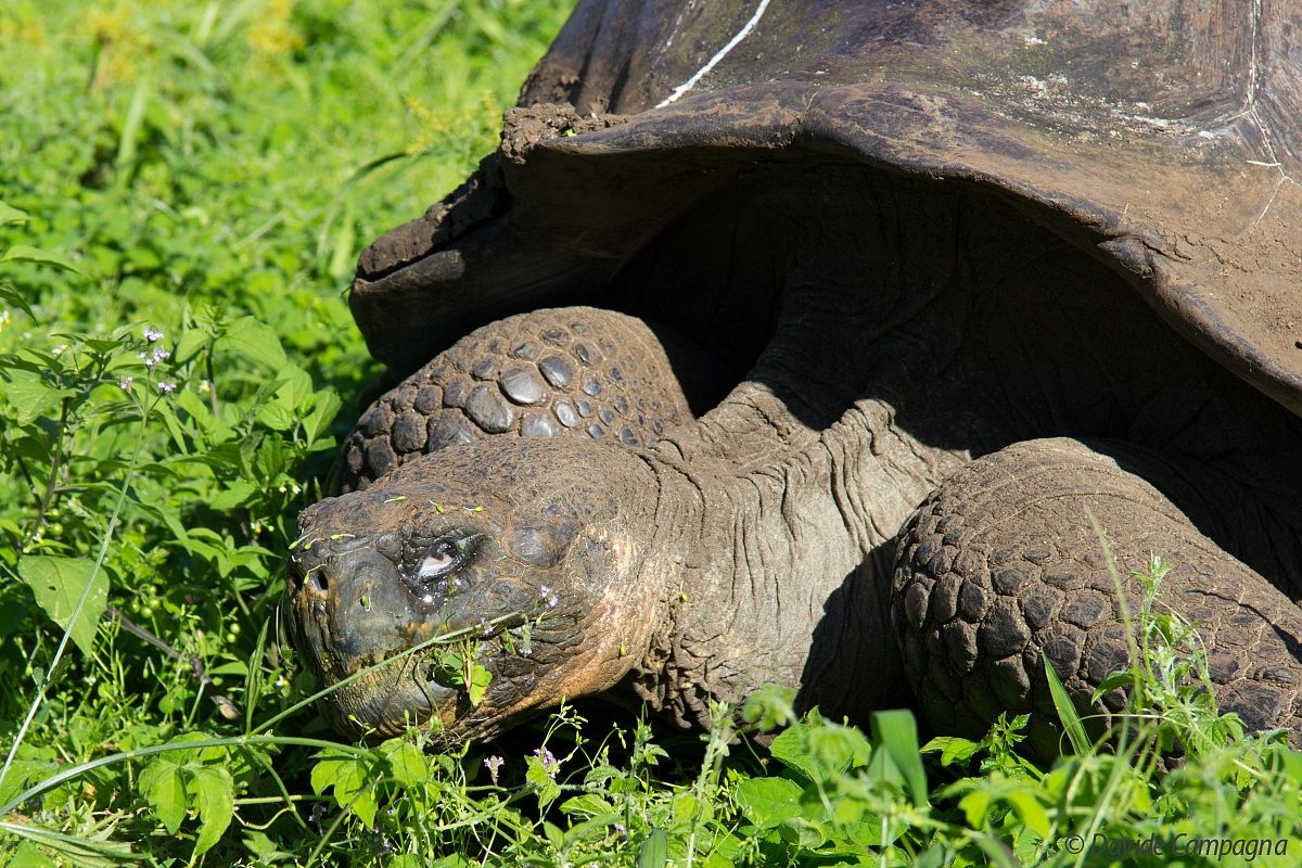 Occhio alla tartaruga gigante