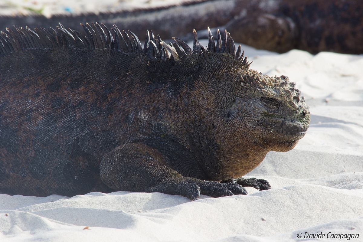 sssssss qui si dorme