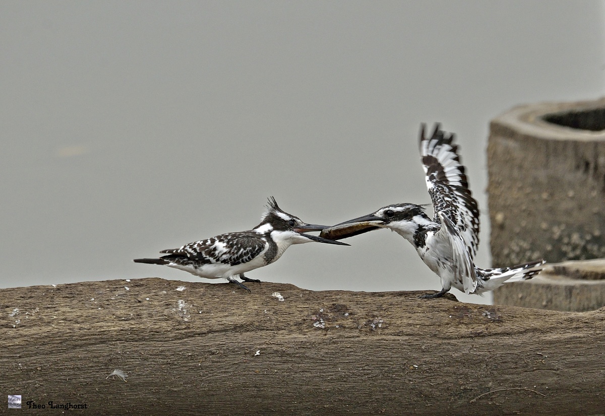 Fish transfer (Pied Kingfisher, Bonte ijsvogel)