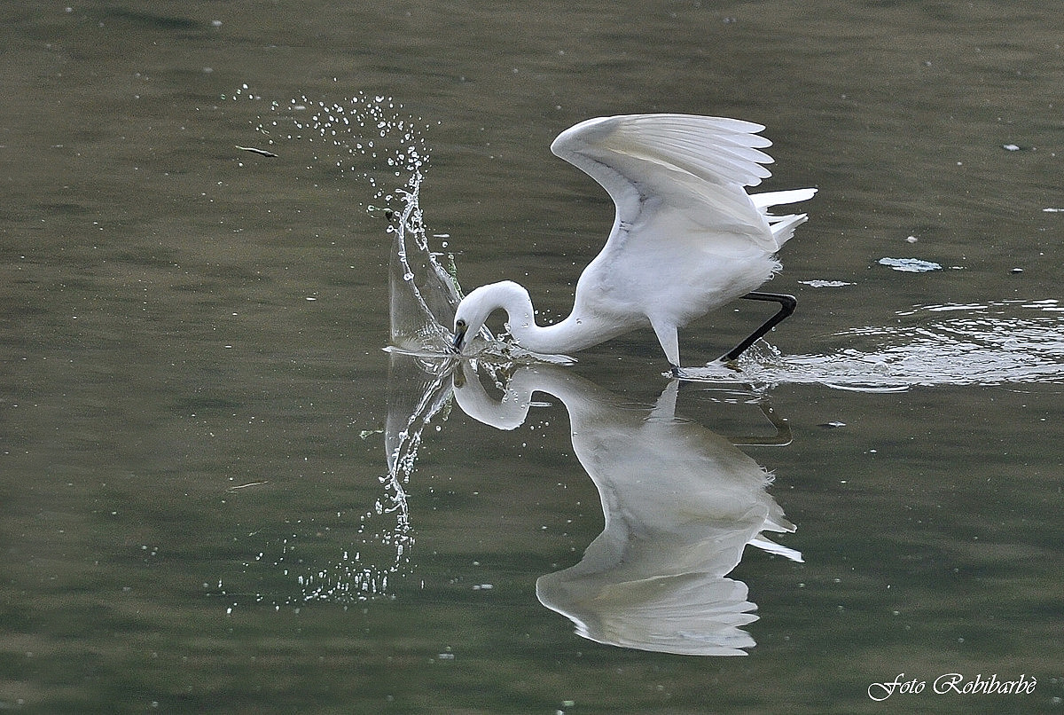 Garzetta...pescante...