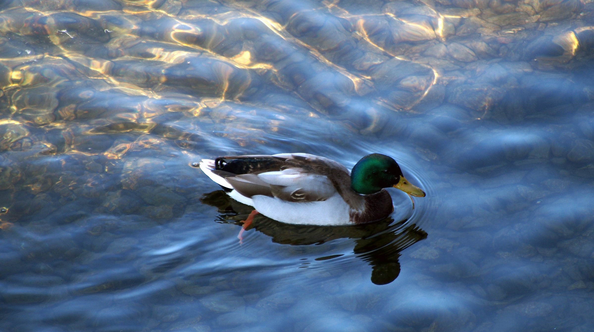Germamo sul lago di como