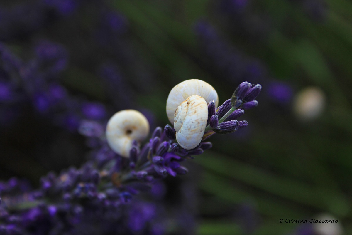 simpatiche chioccioline