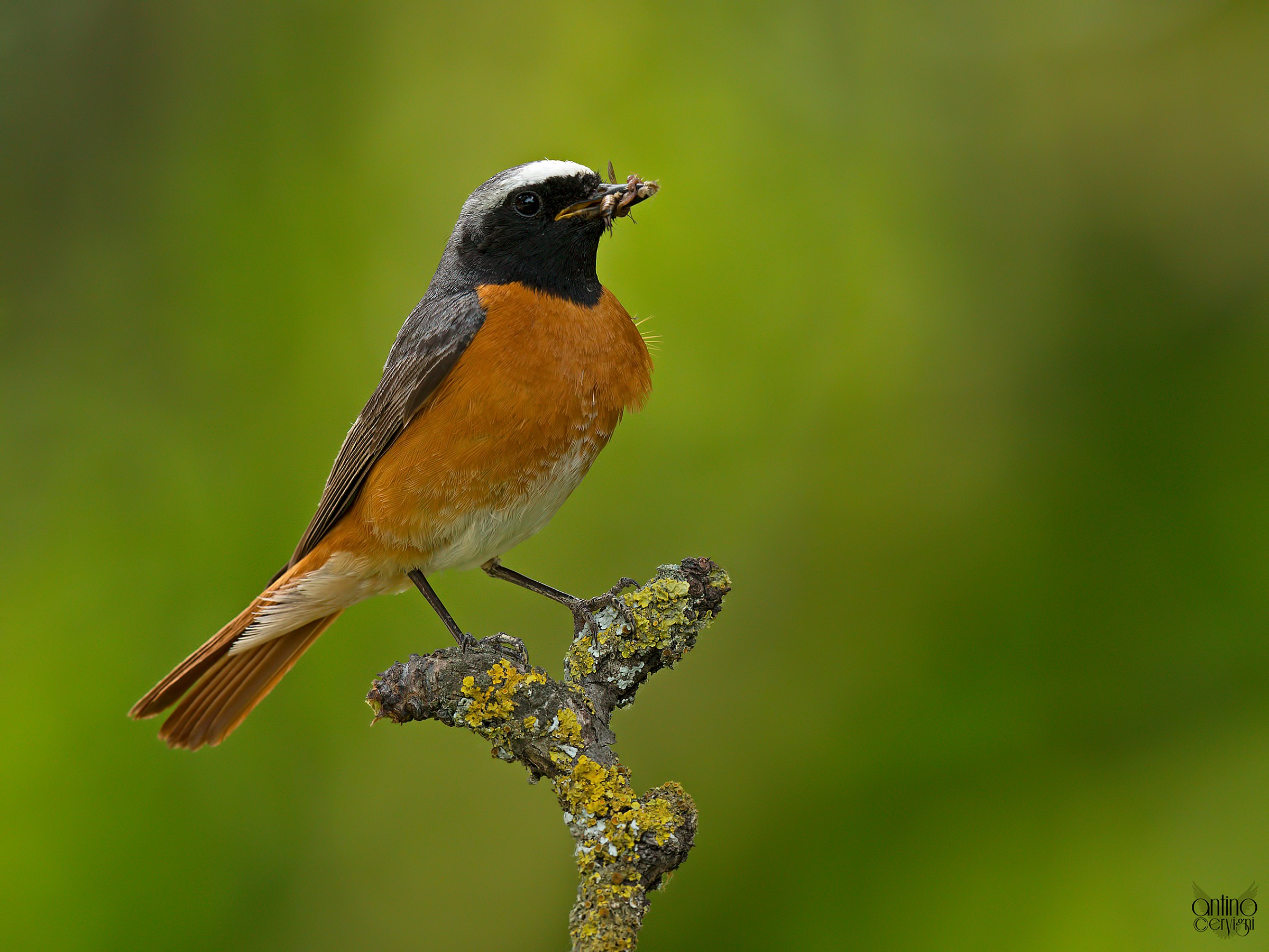 Redstart male
