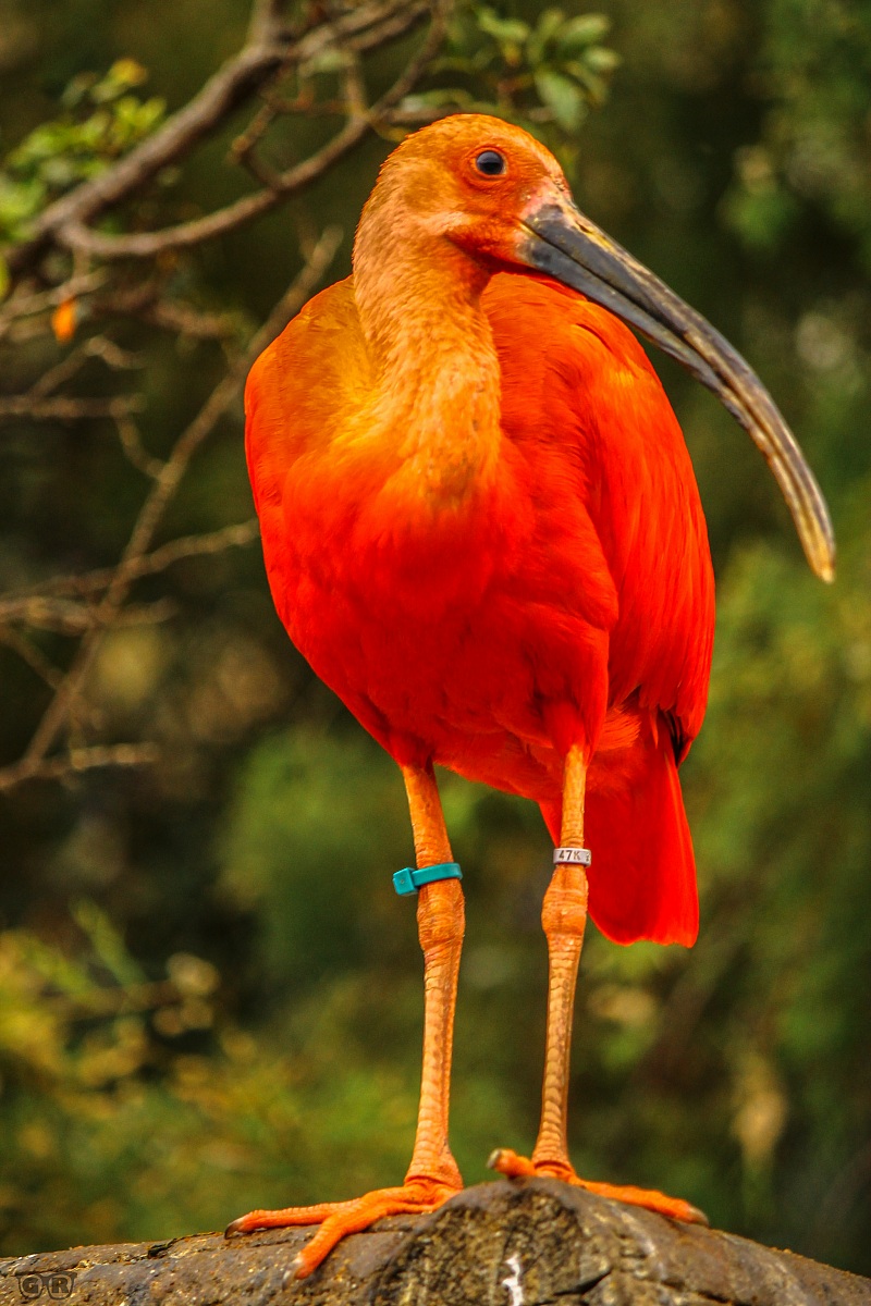 Scarlet Ibis