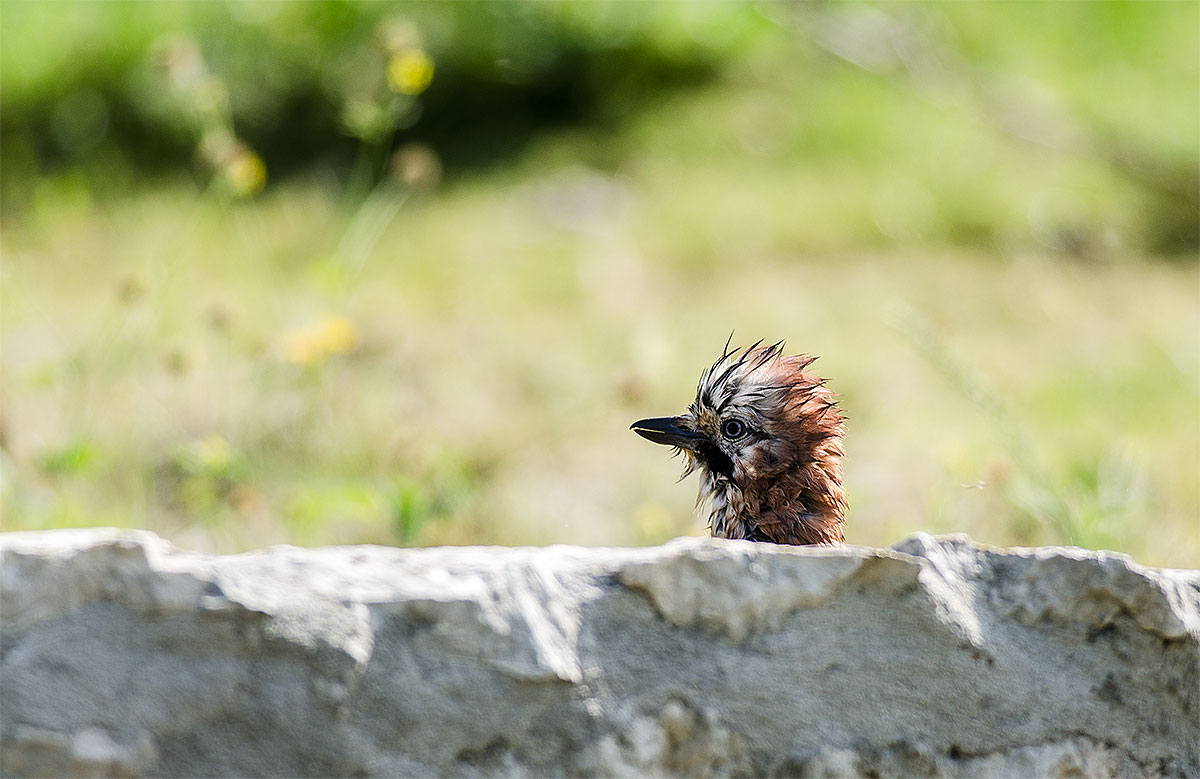 il mostro di lochnes