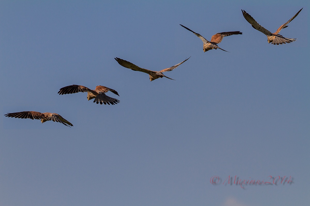 .. The holy spirit of the hawk ...