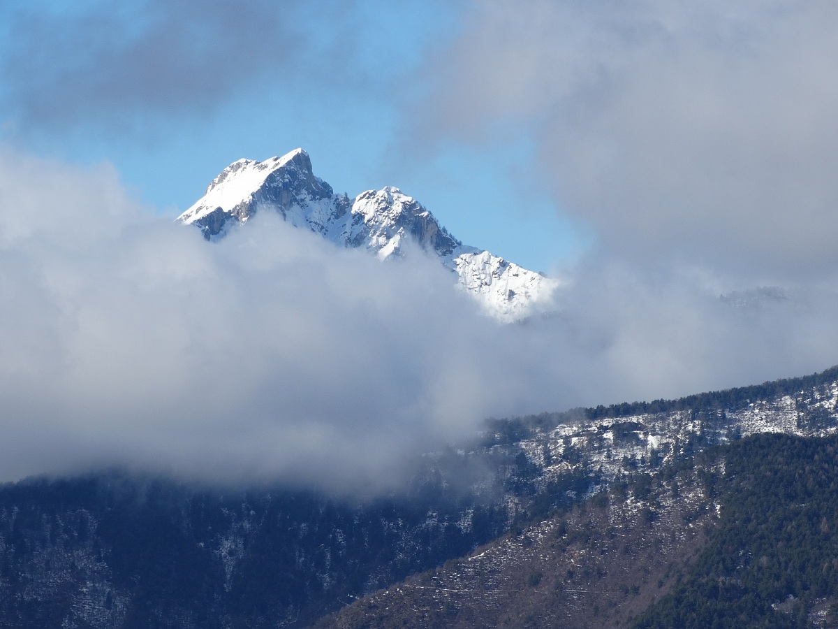 Toraggio da alta valle Argentina