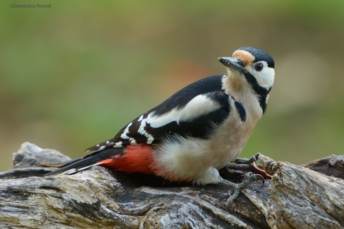 Picchio Rosso Maggiore