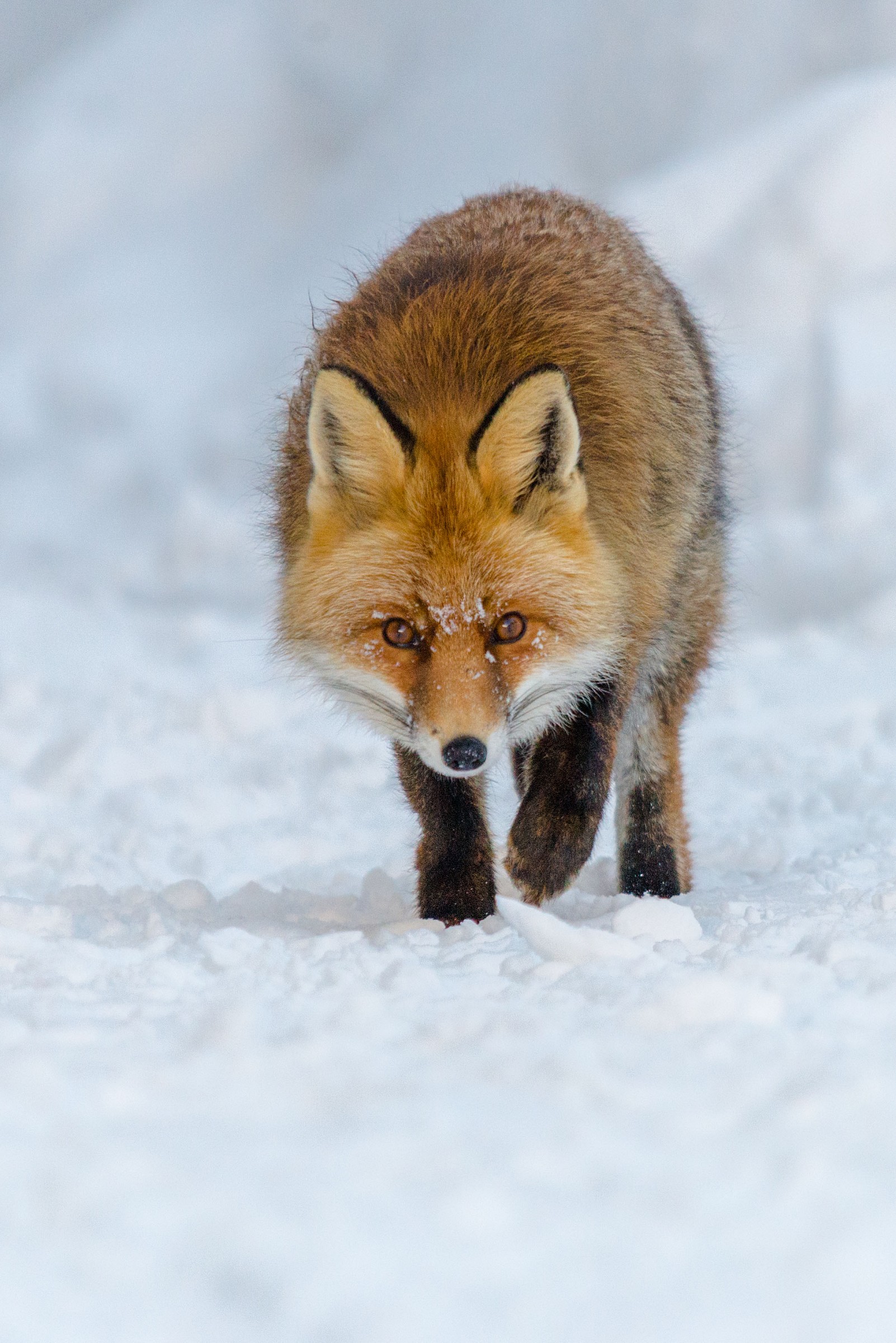 Fox