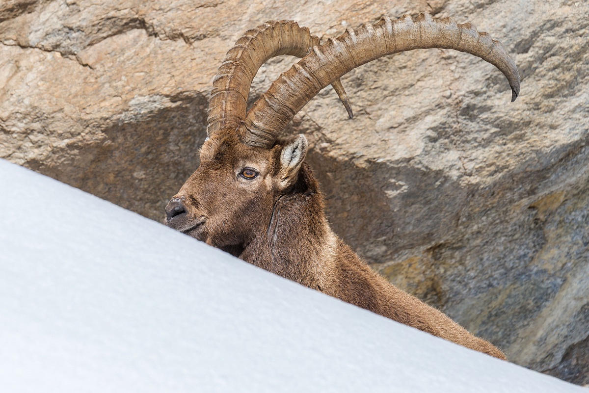 Ibex