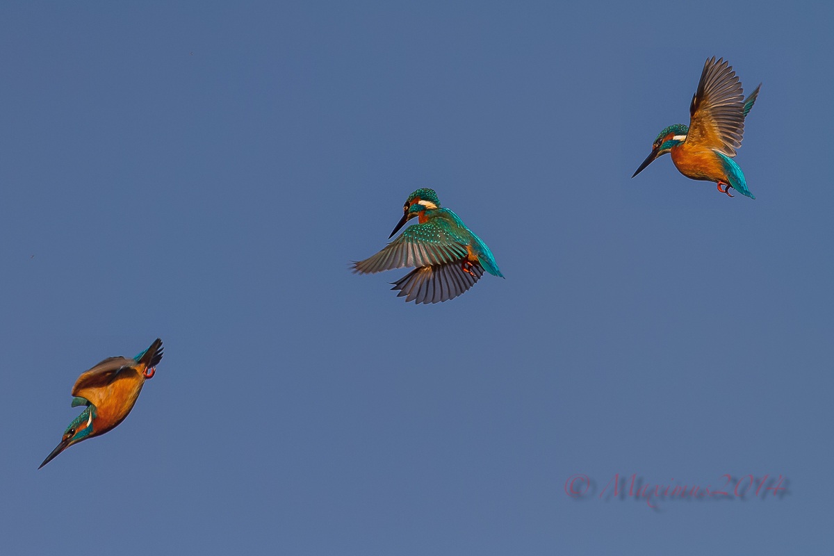 .. lo spirito santo del martino ...