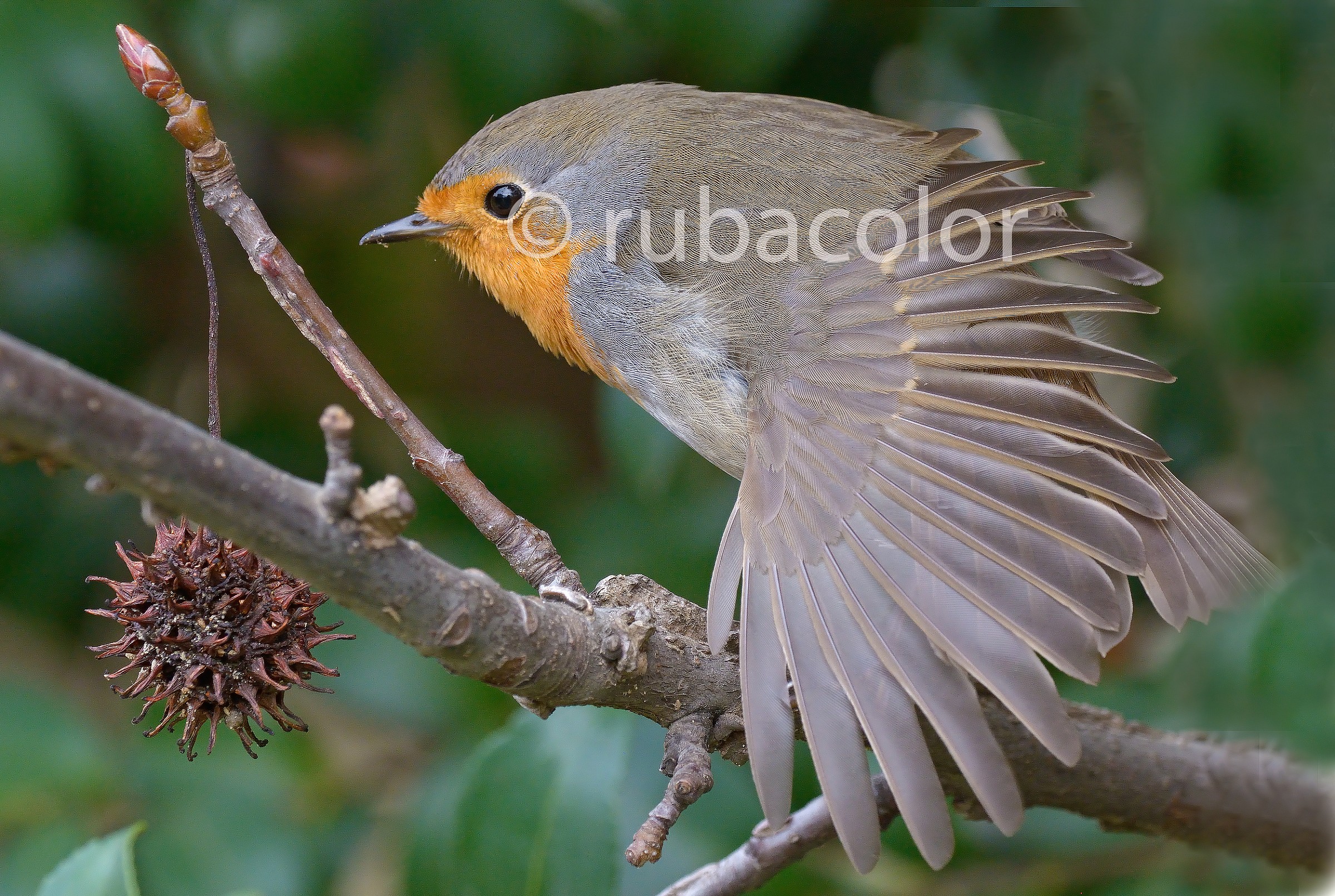 Una ruota per sentirsi pavone