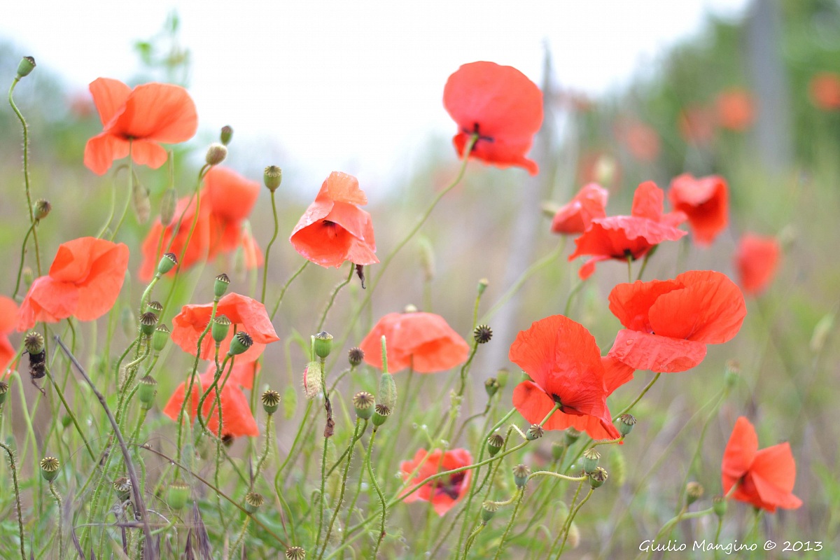 poppies