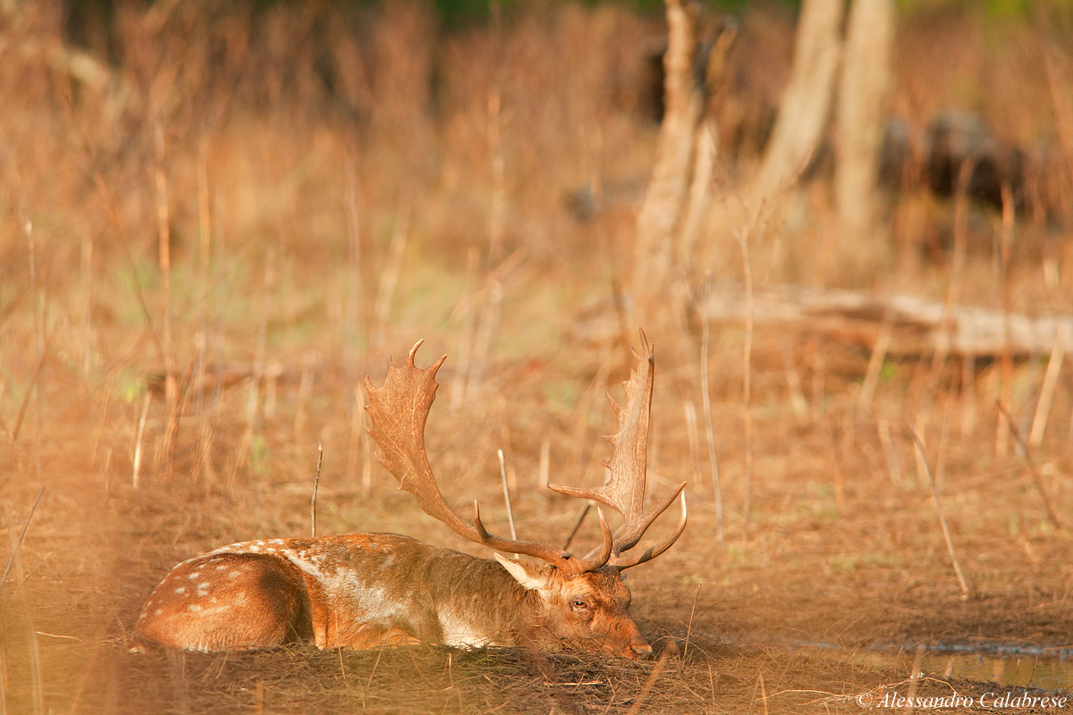 Il riposo del guerriero