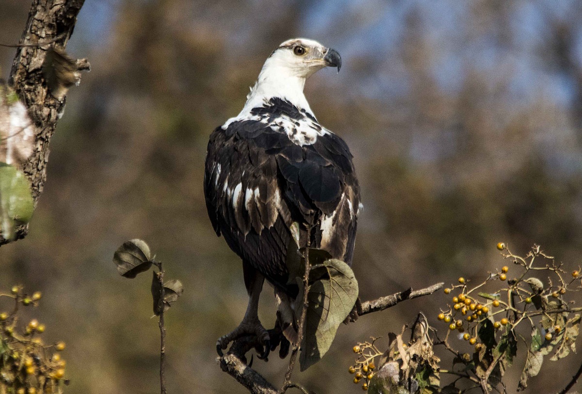 African Fish Eagle Imm