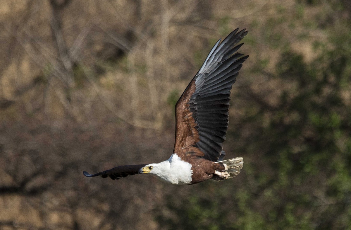 African Fish Eagle