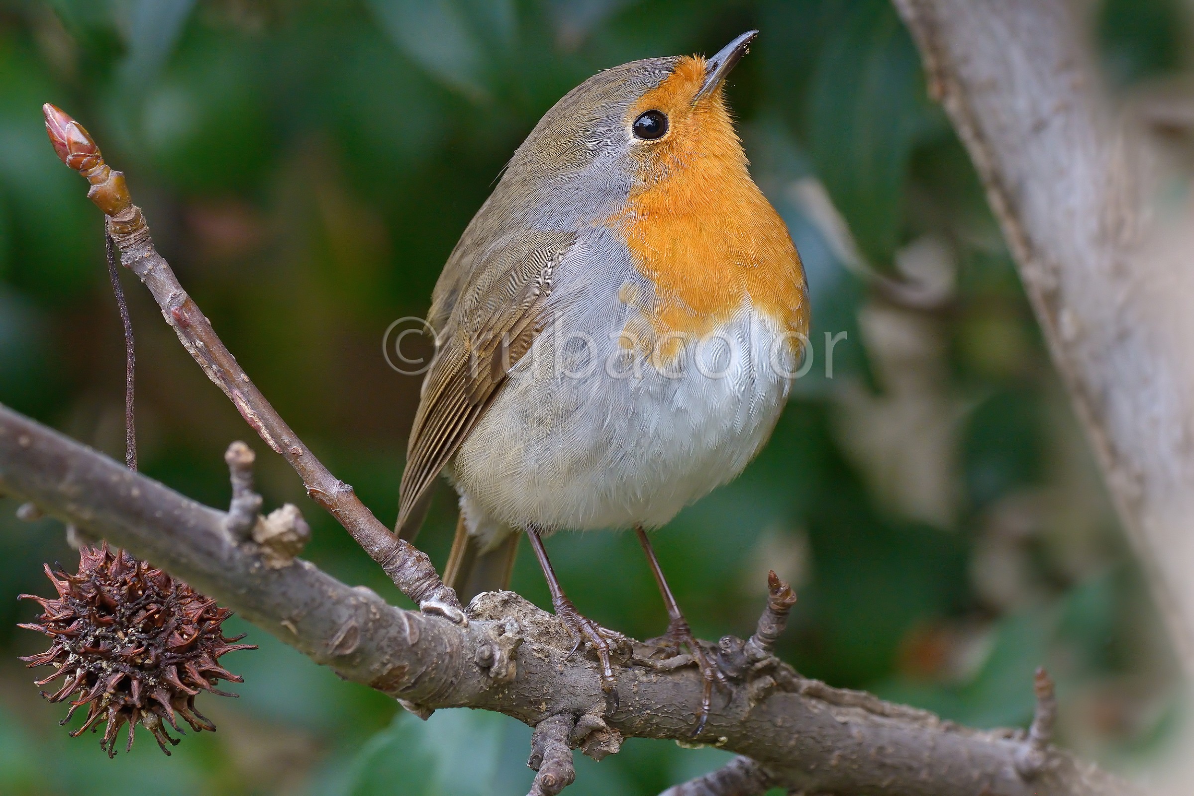 Robin with the nose