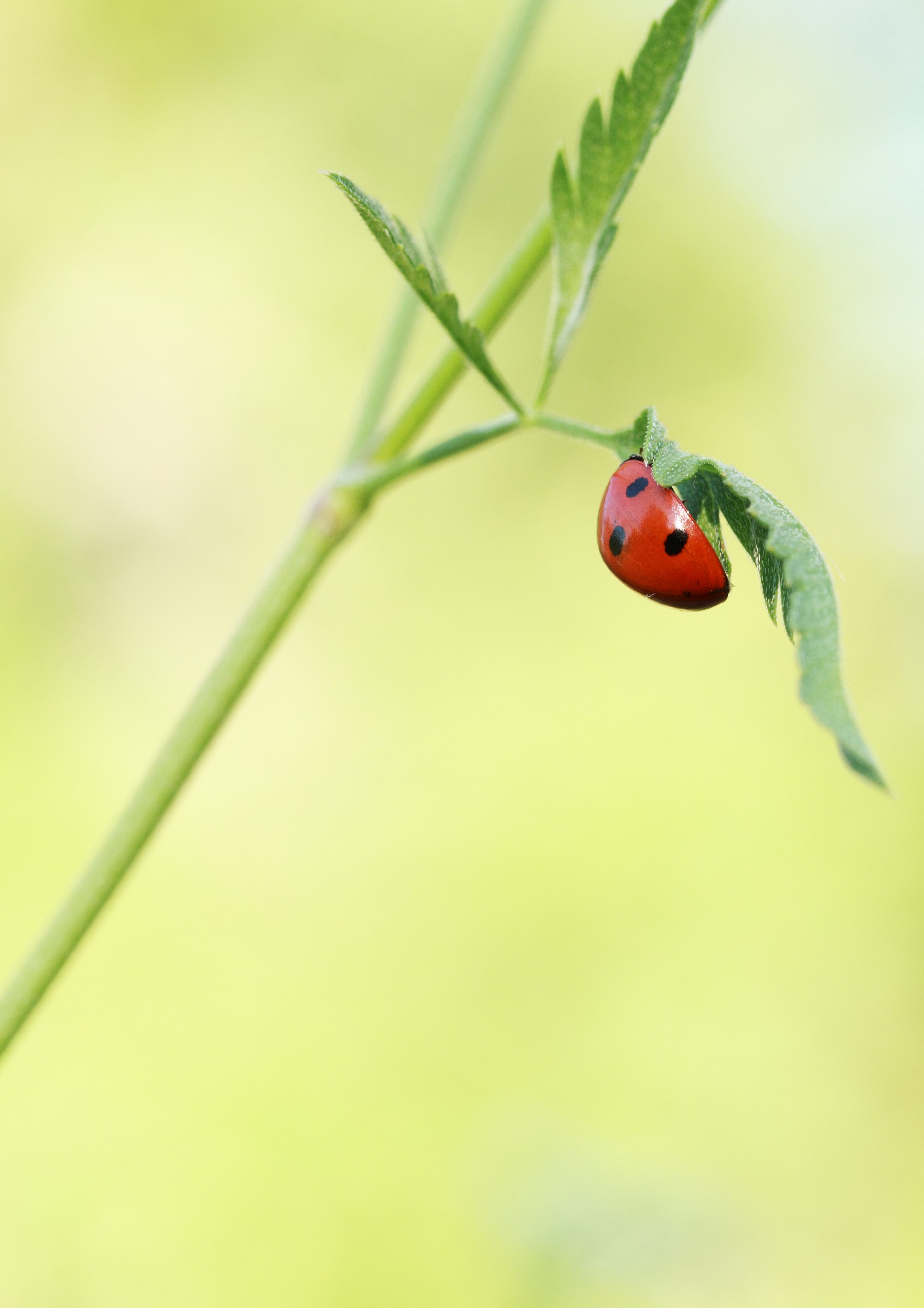 coccinella