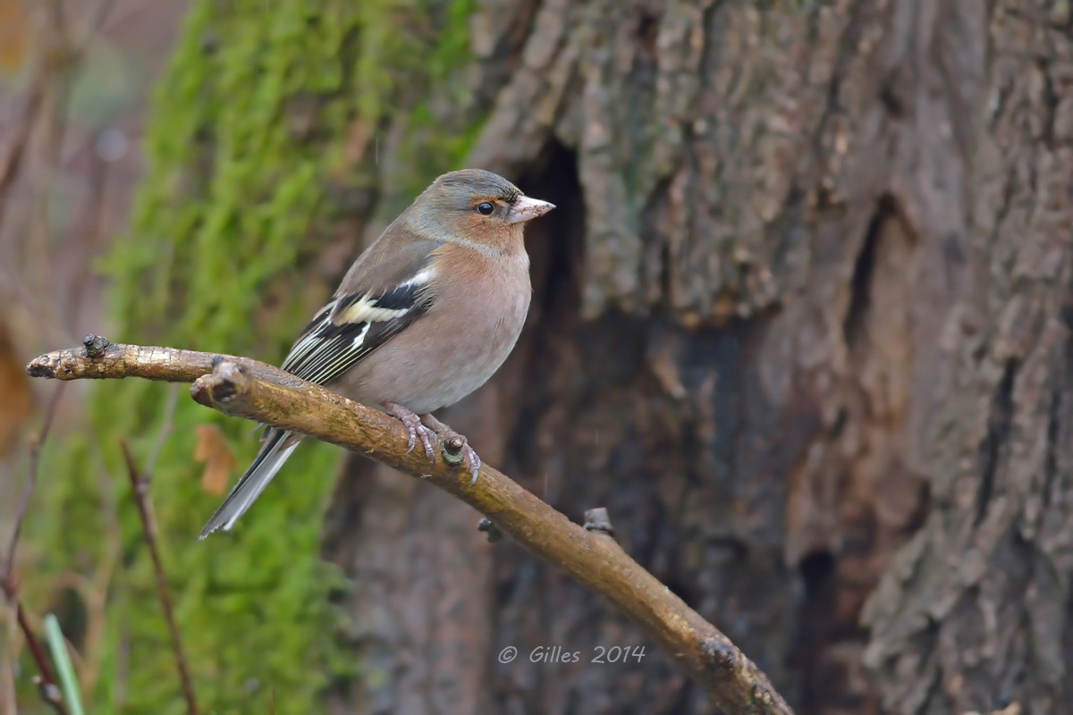 Chaffinch (Fringilla coelebs)