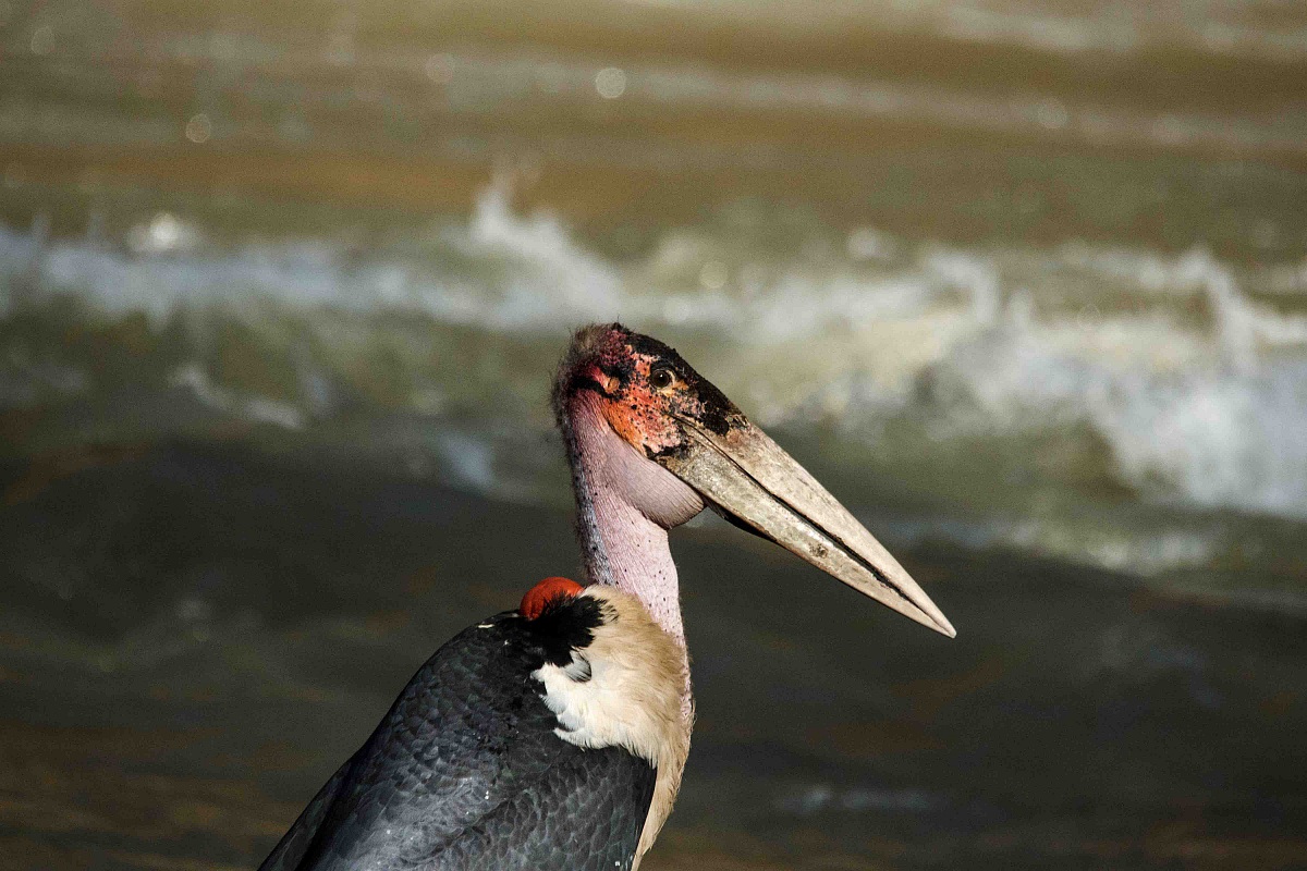 Leptoptilos crumenifer