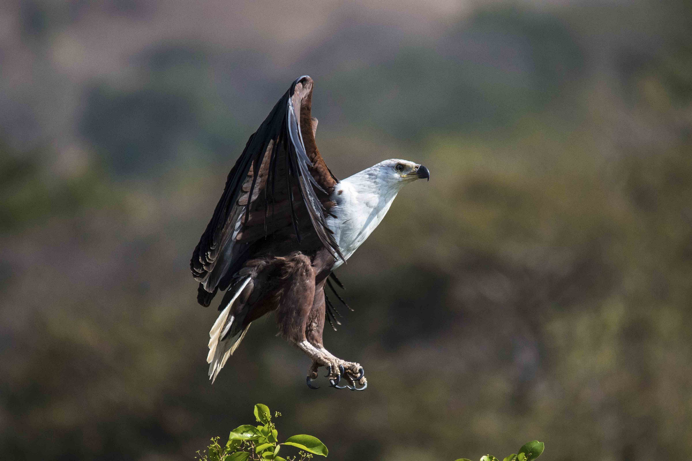 African Fish Eagle - Beles river - Ethiopia