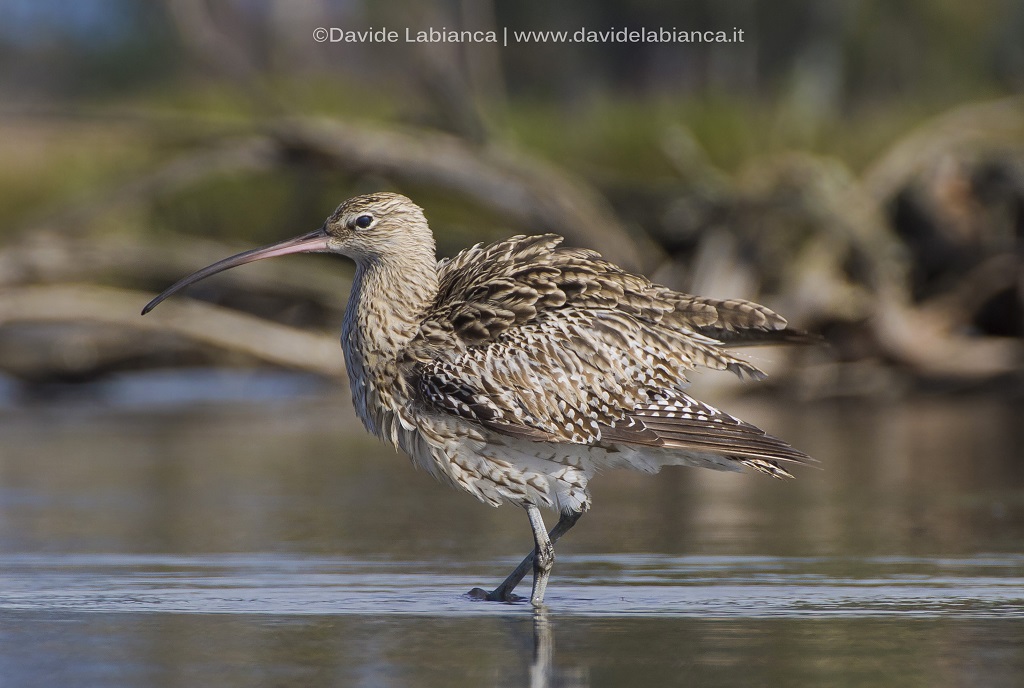 curlew