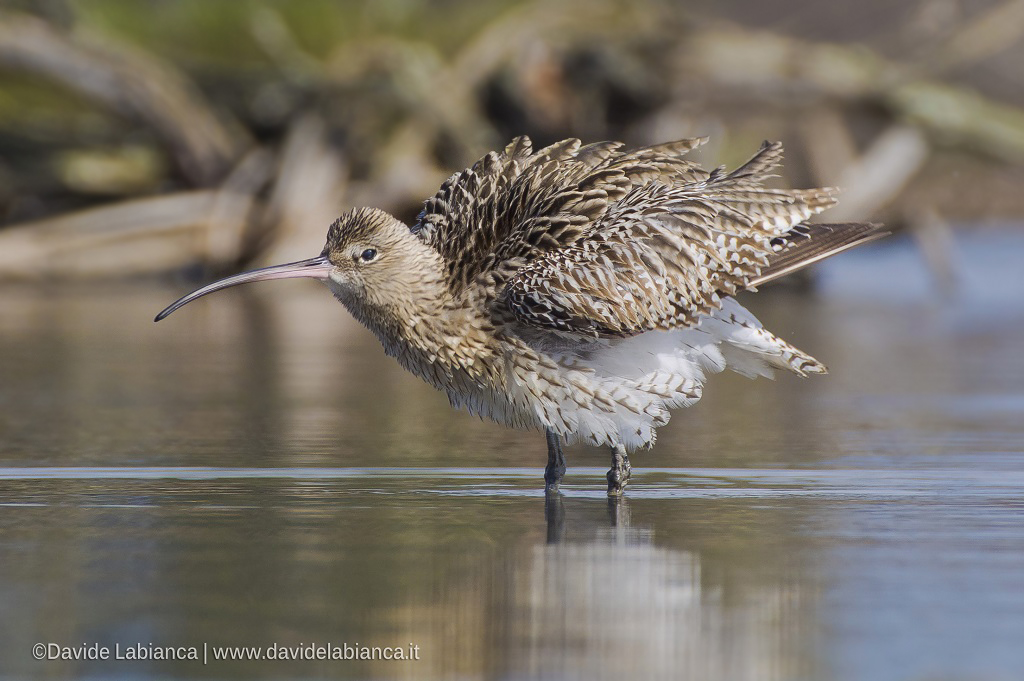 curlew