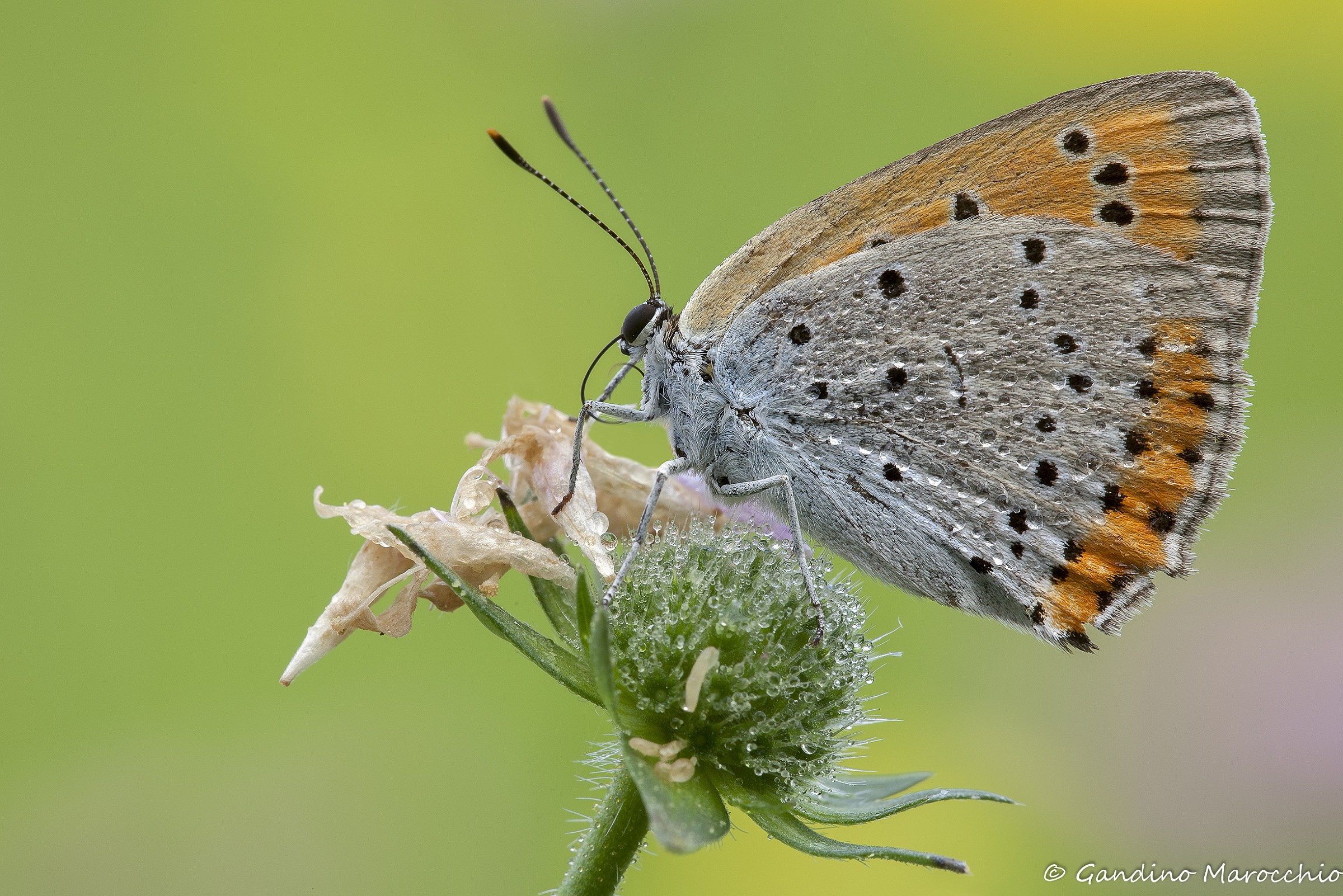 Lycaena Dispar