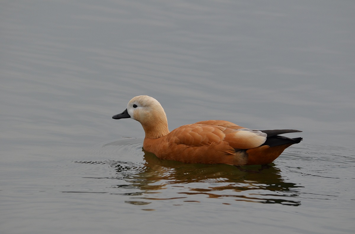 Ferruginea Ruddy Shelduck