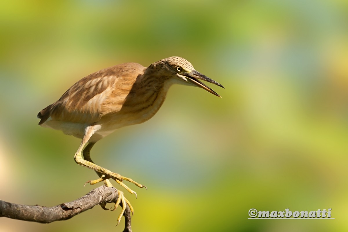 Squacco (Ardeola ralloides)