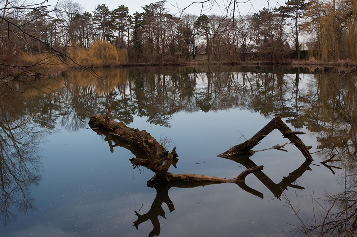Teich