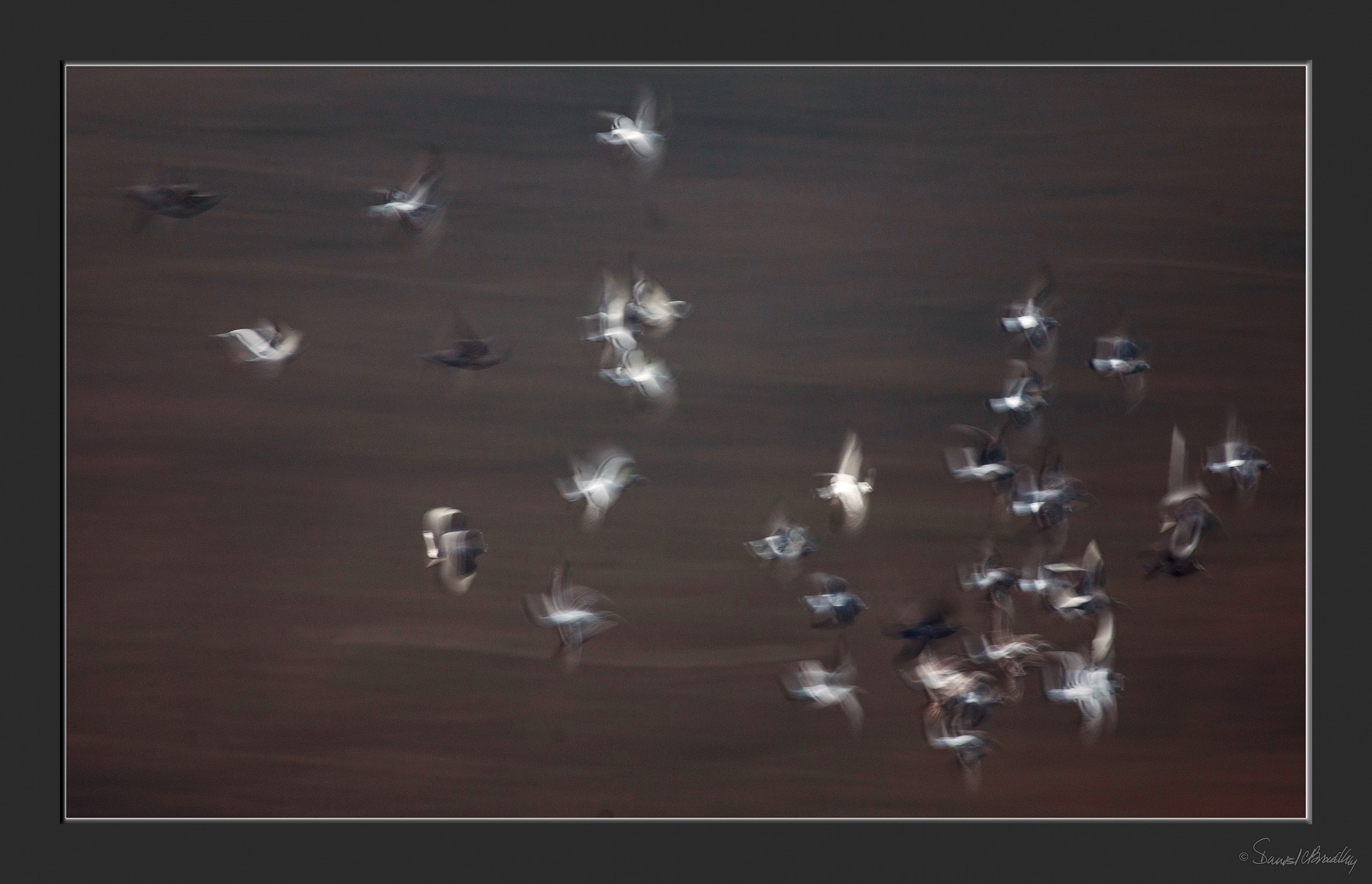 Pigeon race just before dark.