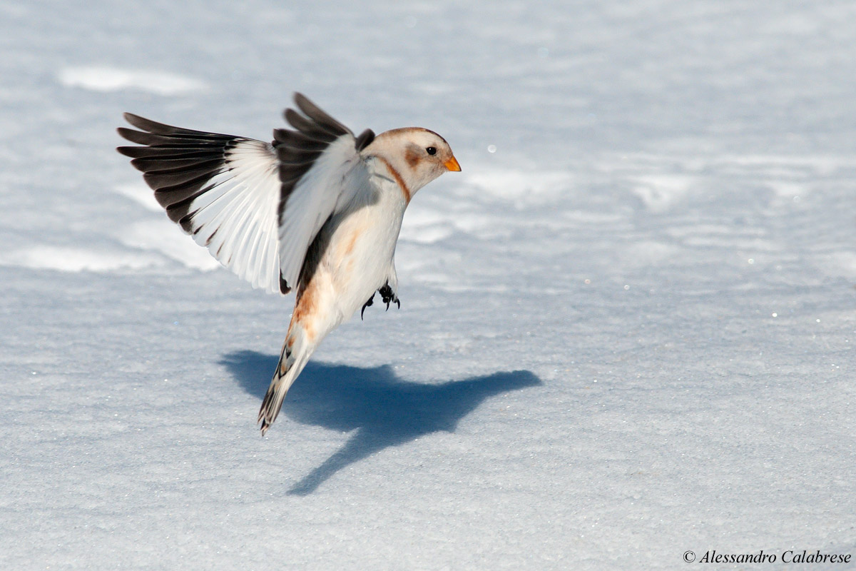 Snow Bunting