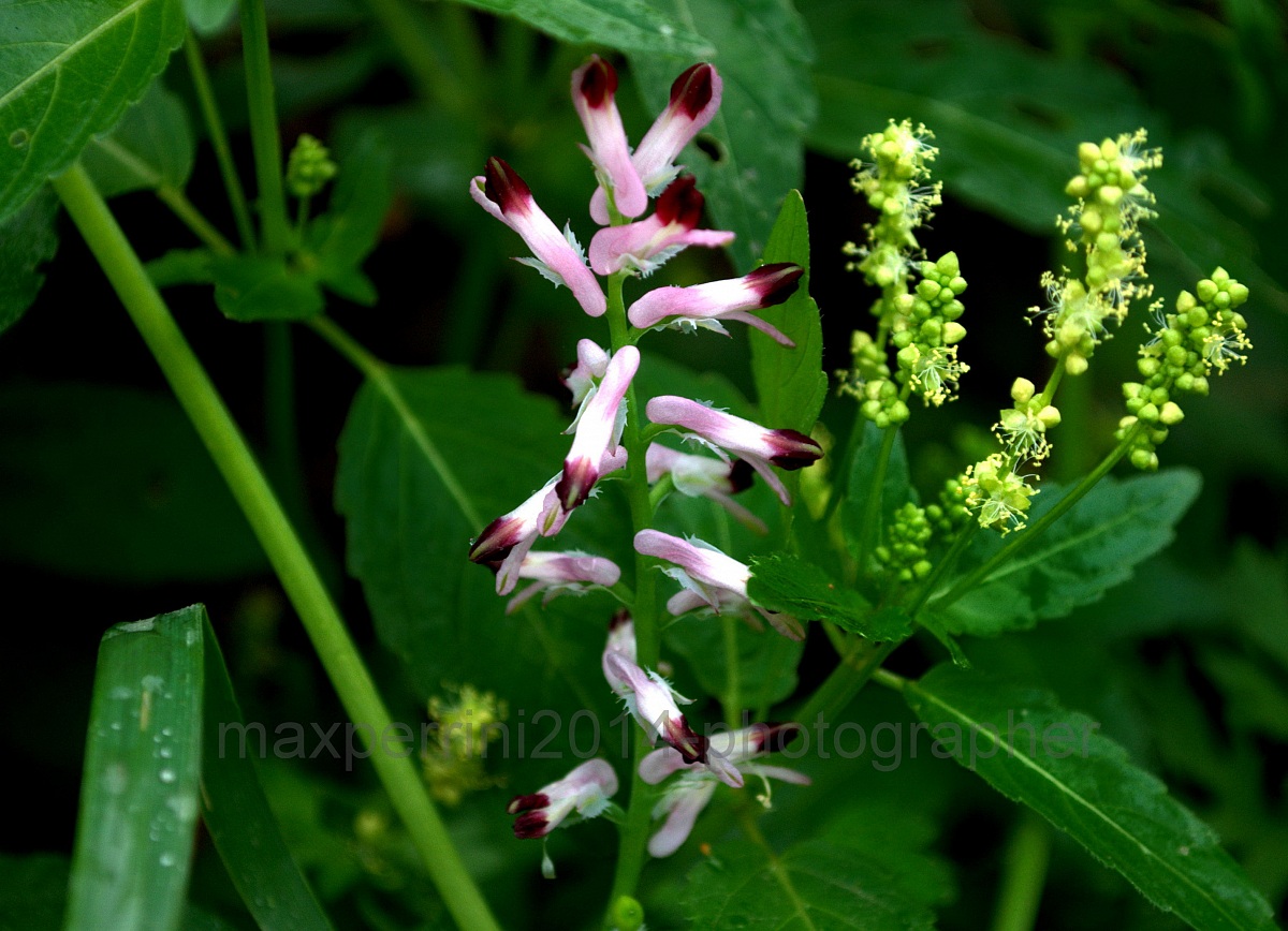 La Primavera è arrivata!