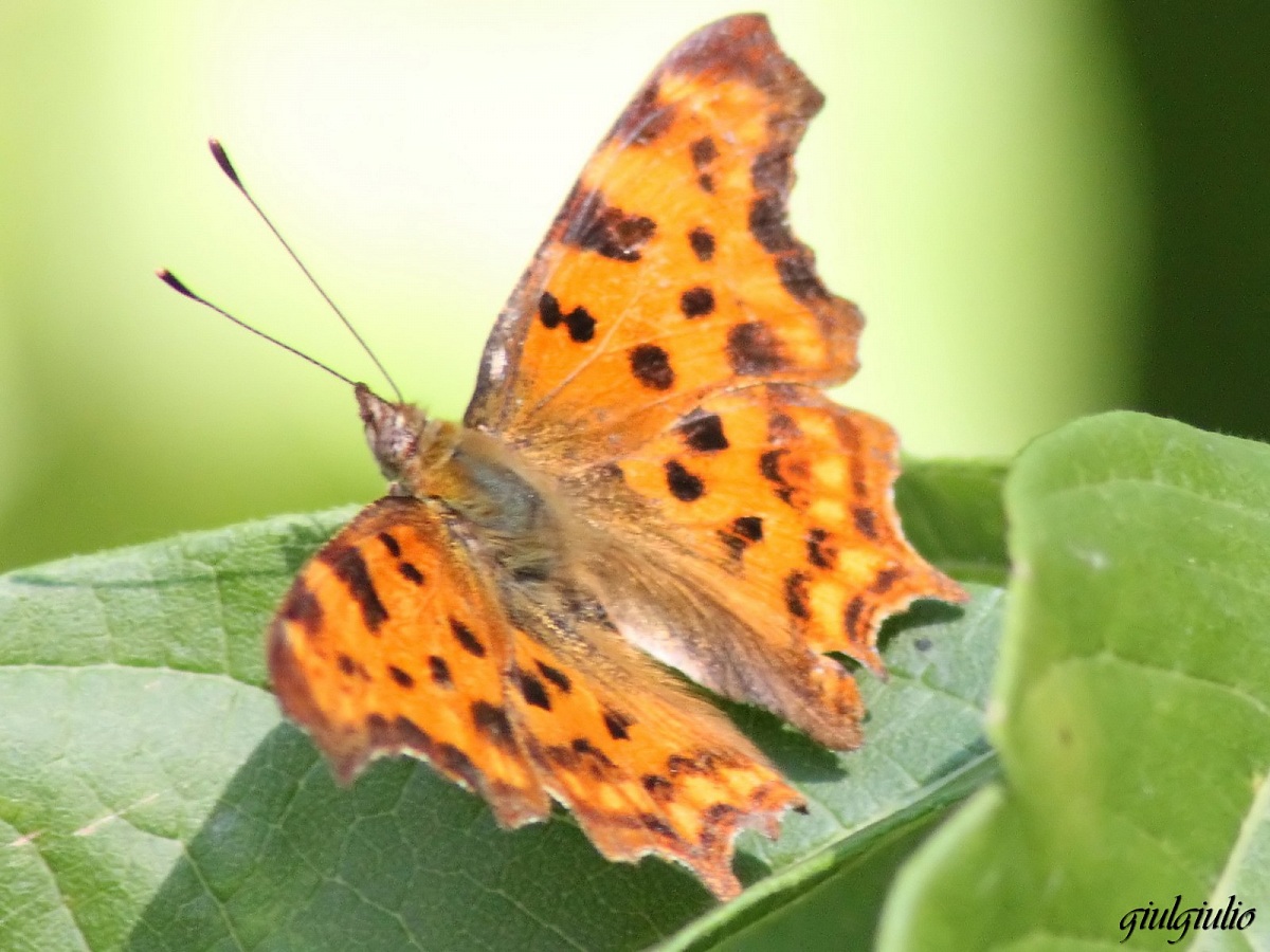 dotted butterfly