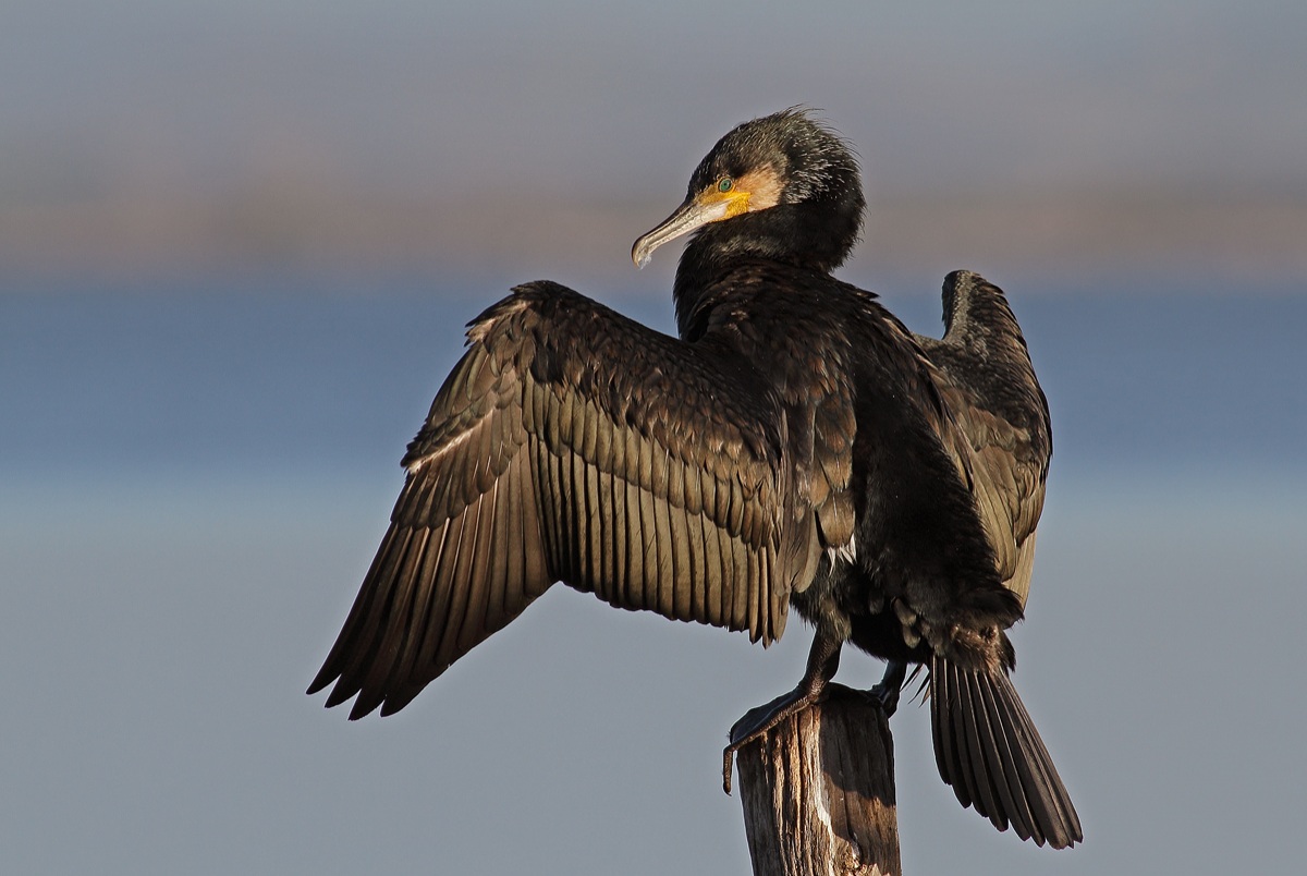 Cormorant in the sun