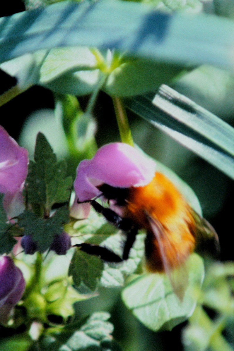 Operaia con elmetto l.626