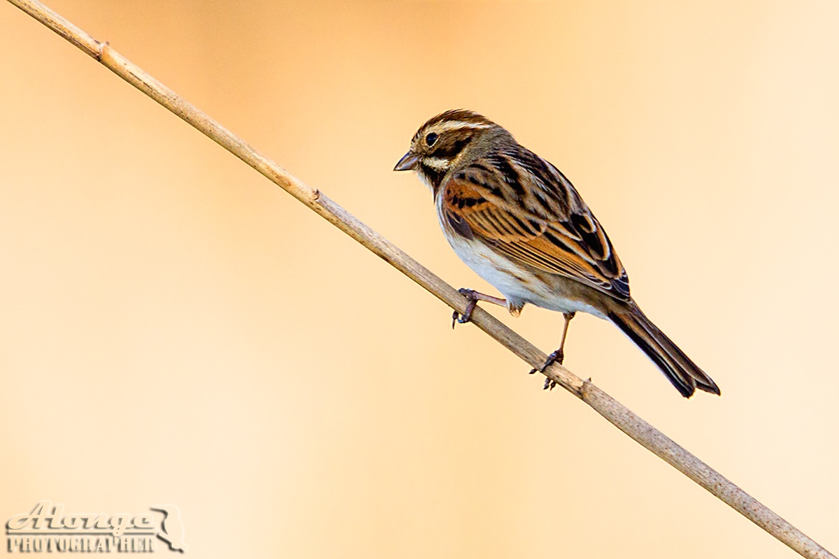 Migliarino di Palude