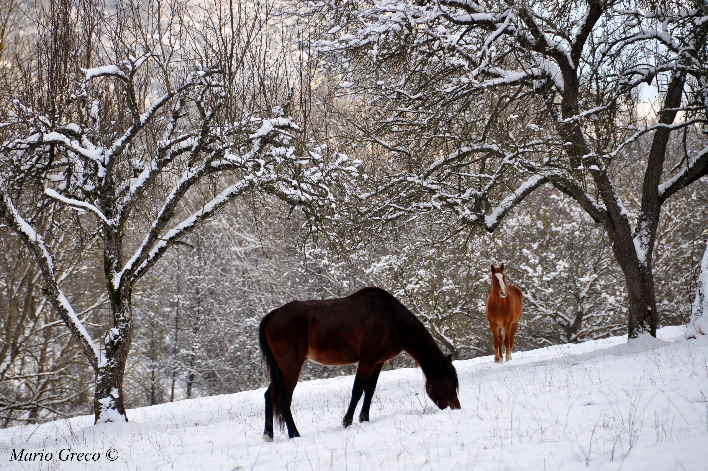 Horses in White