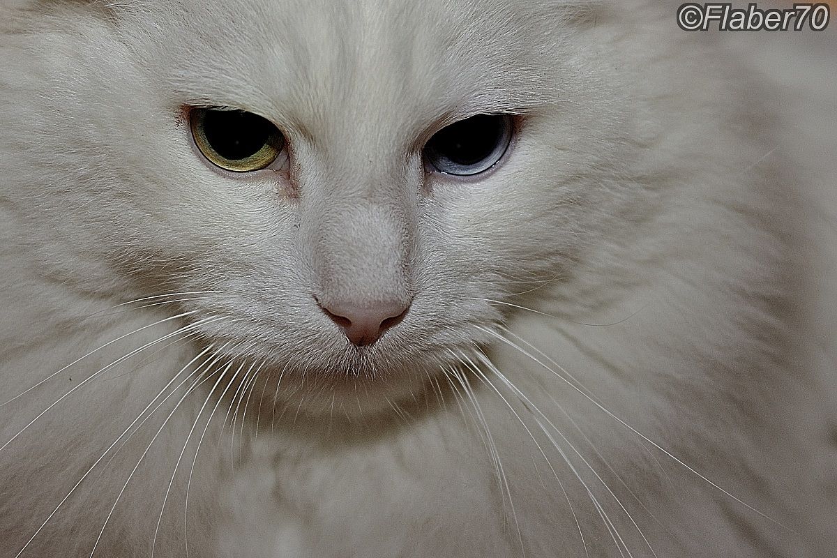 he always ... my big cat